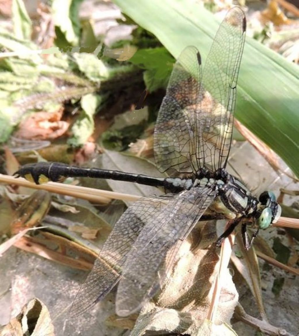 ID  prego! Gomphus schneiderii